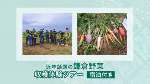 【無料モニターツアー】鎌倉野菜収穫体験（宿泊付き）